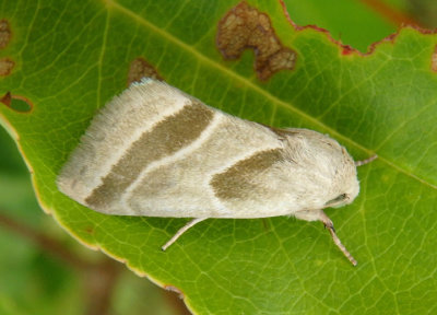 11148.1 - Schinia grandimedia; Boneset Flower Moth
