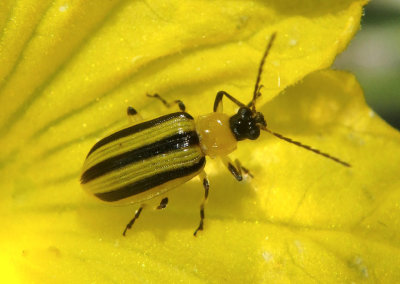 Acalymma vittatum; Striped Cucumber Beetle