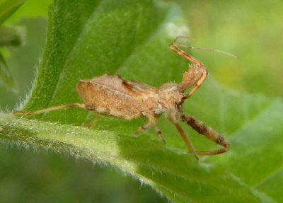 Acholla multispinosa; Assassin Bug species nymph