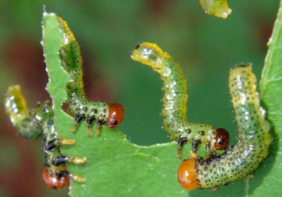 Arge Sawfly species larva