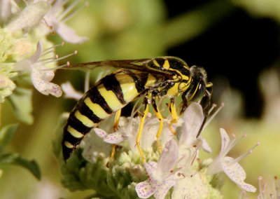 Bicyrtes quadrifasciatus; Four-banded Stink Bug Wasp