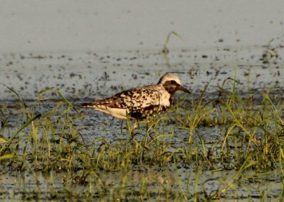 Black-bellied Plover; transitional 