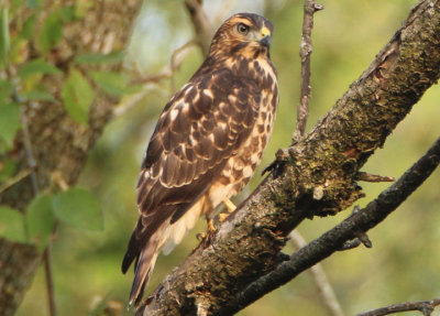 Broad-winged Hawk; juvenile