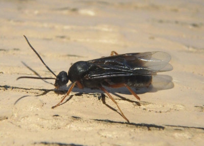 Formica sanguinea complex; Wood Ant species; male