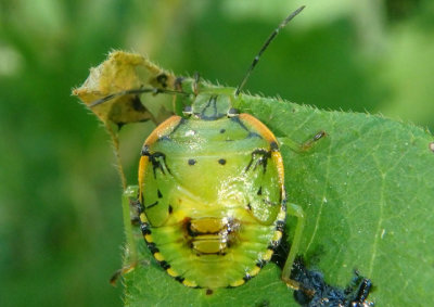 Chinavia hilaris; Green Stink Bug nymph