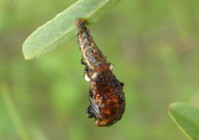 Chrysomela scripta; Cottonwood Leaf Beetle pupa 