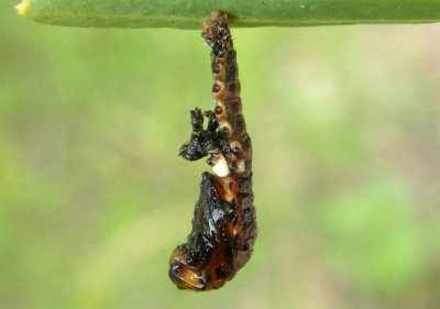 Chrysomela scripta; Cottonwood Leaf Beetle pupa