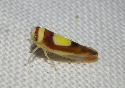Colladonus clitellarius; Saddleback Leafhopper