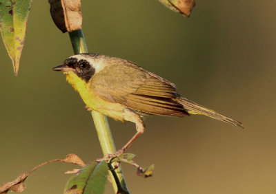 Common Yellowthroat; male