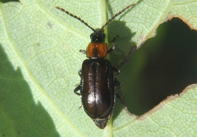 Diabrotica cristata; Leaf Beetle species