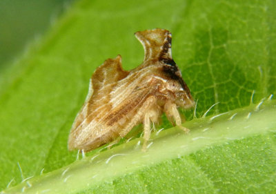 Entylia carinata; Treehopper species