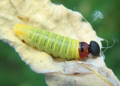 Epargyreus clarus; Silver-spotted Skipper caterpillar 