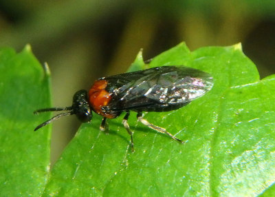 Eutomostethus ephippium; Common Sawfly species; exotic