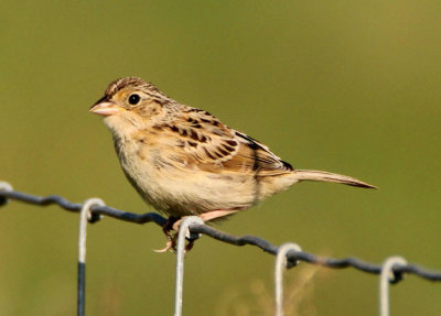 Grasshopper Sparrow