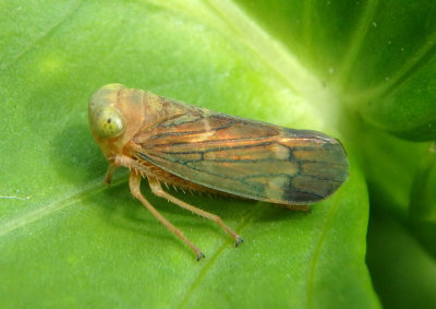 Jikradia olitoria; Leafhopper species 