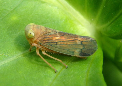 Coelidiinae