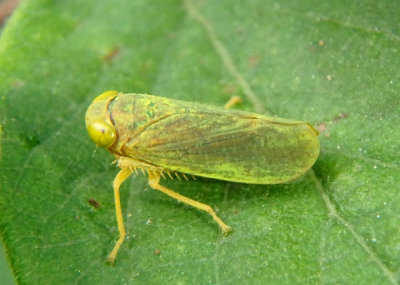 Jikradia olitoria; Leafhopper species