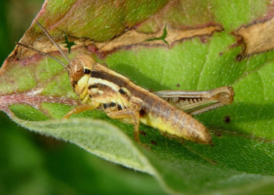 Melanoplus femurrubrum; Red-legged Grasshopper nymph