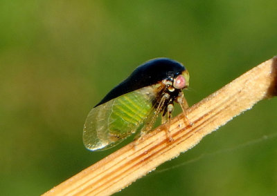 Micrutalis calva; Honeylocust Treehopper