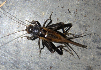 Nemobiinae Ground Cricket species; male