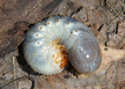 Odontotaenius disjunctus; Horned Passalus larva
