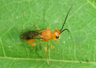 Braconidae Braconid Wasp species