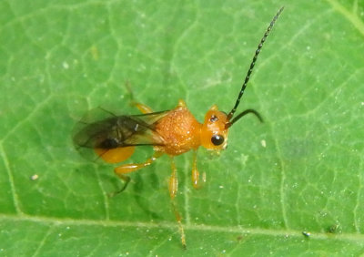 Braconid Wasps