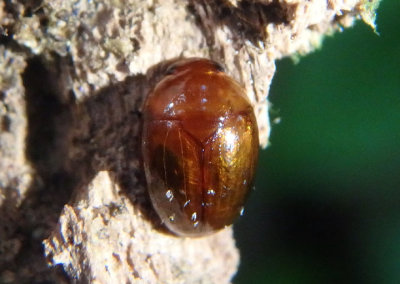 Pallodes pallidus; Sap-feeding Beetle species