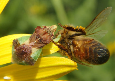 Phymata Jagged Ambush Bug species