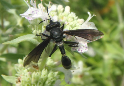 Physocephala tibialis; Thick-headed Fly species 