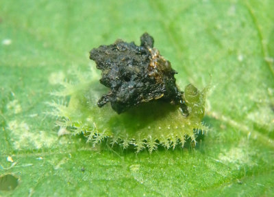 Plagiometriona clavata; Clavate Tortoise Beetle larva 