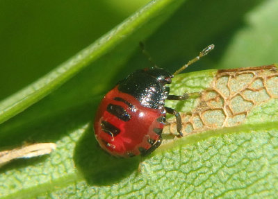 Podisus Predatory Stink Bug species nymph