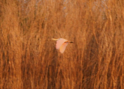 Roseate Spoonbill; juvenile 