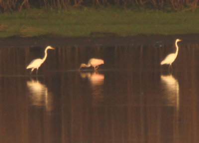 Roseate Spoonbill; juvenile