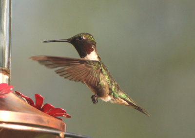 Ruby-throated Hummingbird; male