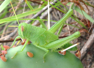 Schistocerca lineata; Spotted Bird Grasshopper nymph