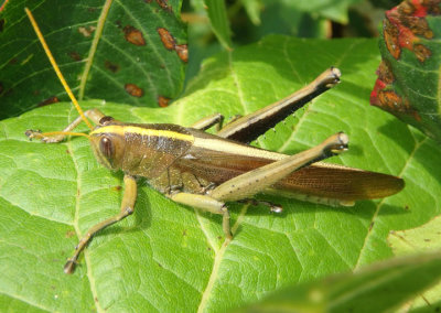 Schistocerca lineata; Spotted Bird Grasshopper