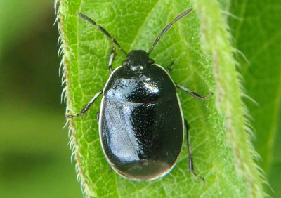 Sehirus cinctus; White-margined Burrower Bug