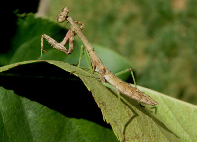 Stagmomantis carolina; Carolina Mantis nymph