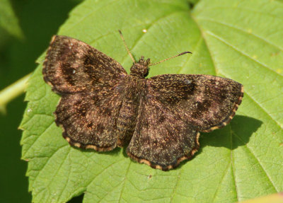 Staphylus hayhurstii; Hayhurst's Scallopwing; female 