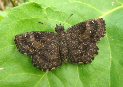 Staphylus hayhurstii; Hayhurst's Scallopwing; female