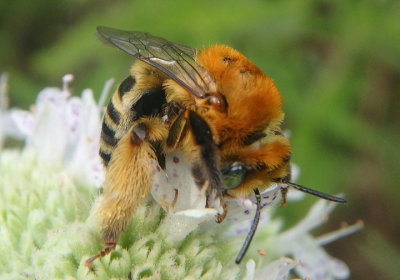 Svastra obliqua obliqua; Oblique Sunflower Long-horned Bee