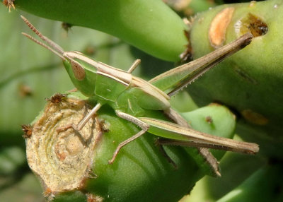Syrbula admirabilis; Admirable Grasshopper; female nymph