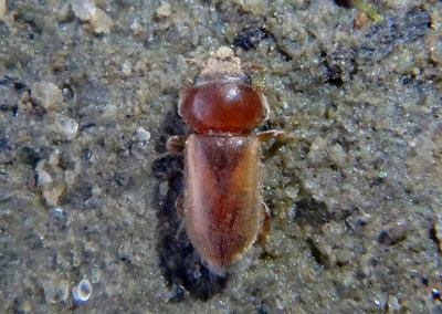 Tropicus pusillus; Variegated Mud-loving Beetle species
