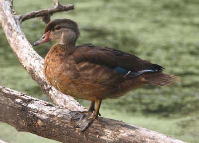 Wood Duck; immature male