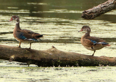 Wood Ducks; immature males