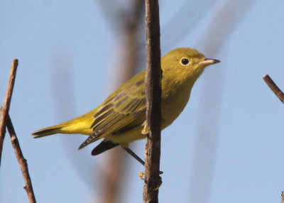 Yellow Warbler; immature