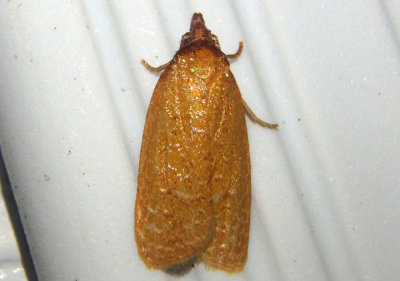 3704 - Sparganothis distincta; Tortricid Moth species
