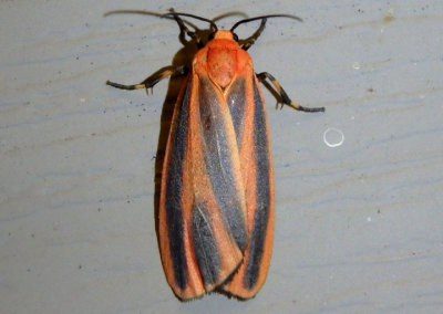 8089 - Hypoprepia miniata; Scarlet-winged Lichen Moth