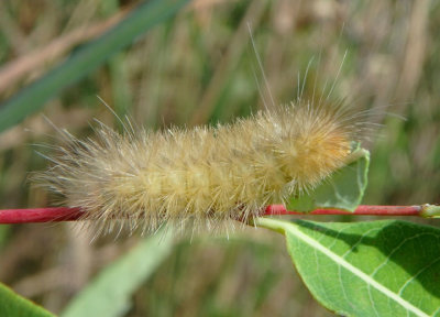 8230 - Cycnia tenera; Delicate Cycnia caterpillar